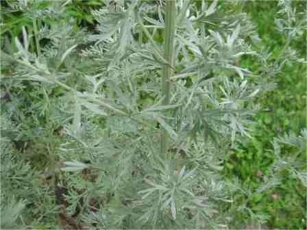 Травы старинных усадеб. Полынь горькая