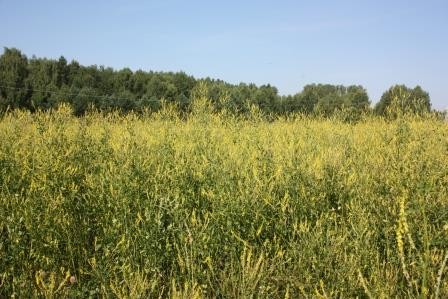 Травы-медоносы в «Усадьбе двух генералов». Донник