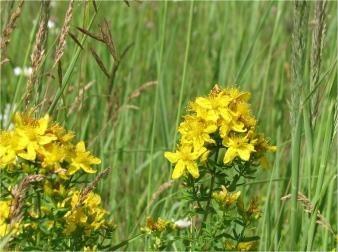 Травы старинных усадеб. Зверобой