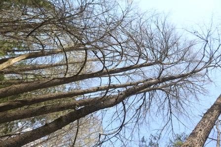 На рубежах Стародубского княжества уцелели уникальные липовые леса