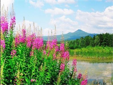 Травы старинных усадеб. Иван-чай или кипрей