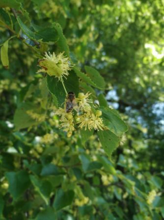 Архиерейский пчелиный хор и «липовый цвет»