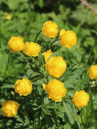 «Цветы эльфов» в генеральском парке