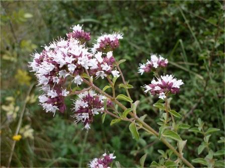 Травы старинных усадеб. Душица