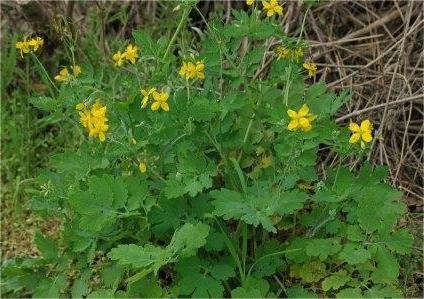 Травы старинных усадеб. Чистотел