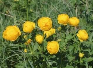 "Цветы эльфов" в генеральском парке