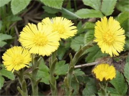 Травы старинных усадеб. Мать и мачеха