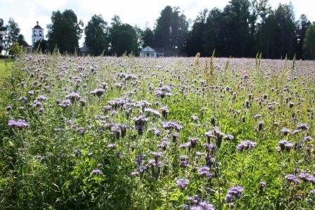 # Травы нашей усадьбы. Фацелия - источник сил и помощник почвы.