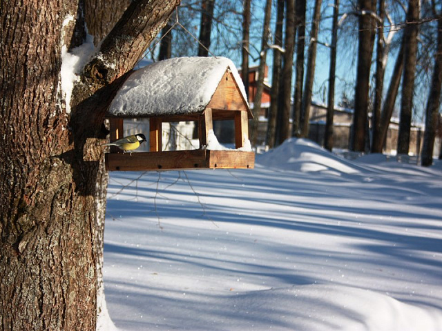 Снегириные деньки