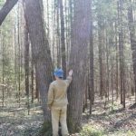 На рубежах Стародубского княжества уцелели уникальные липовые леса