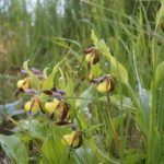 Венерин башмачок — северная орхидея Потарья